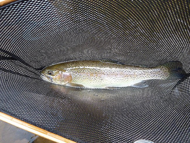 Cross Fork Trout2.JPG